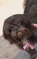 Affenpinscher Dogs for adoption in Freeport, FL, USA