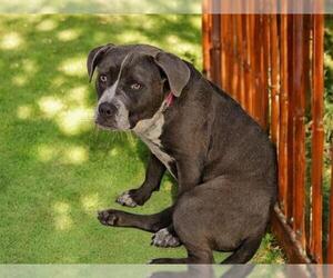 American Pit Bull Terrier-Unknown Mix Dogs for adoption in Las Vegas, NV, USA