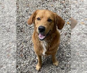 Golden Retriever Dogs for adoption in Sparta, TN, USA