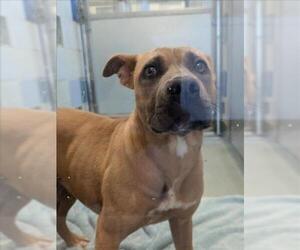 American Pit Bull Terrier-Unknown Mix Dogs for adoption in Plano, TX, USA