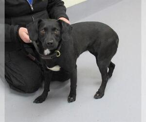Basset Hound-Labrador Retriever Mix Dogs for adoption in Louisville, KY, USA