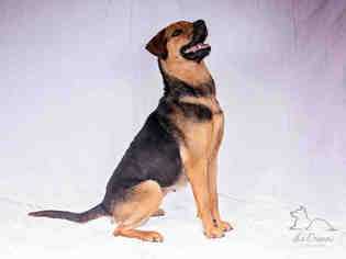 Medium Photo #1 American Foxhound-Unknown Mix Puppy For Sale in Salt Lake City, UT, USA