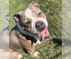 Bulldog-Unknown Mix Dogs for adoption in Virginia Beach, VA, USA