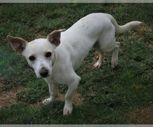 Chi-Corgi Dogs for adoption in Attalka, AL, USA