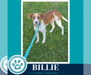 Mutt Dogs for adoption in Kimberton, PA, USA