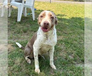 American Pit Bull Terrier-Labrador Retriever Mix Dogs for adoption in Conroe, TX, USA