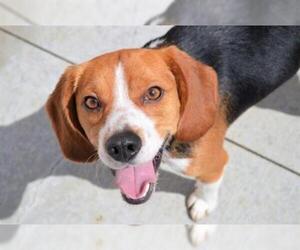 Beagle Dogs for adoption in Olathe, KS, USA