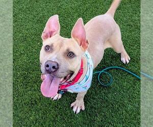 Mutt Dogs for adoption in Las Vegas, NV, USA