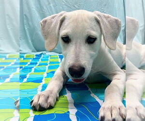 Mutt Dogs for adoption in Bryant, AR, USA