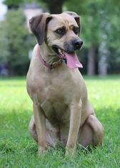 Medium Photo #1 Black Mouth Cur-Boxer Mix Puppy For Sale in Nashville, TN, USA