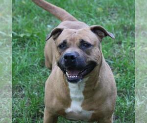 American Staffordshire Terrier Dogs for adoption in Zionsville, IN, USA
