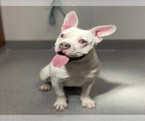 Staffordshire Bull Terrier-Unknown Mix Dogs for adoption in Rancho Cucamonga, CA, USA