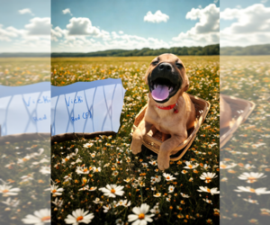 Labrador Retriever-Unknown Mix Dogs for adoption in garner, NC, USA