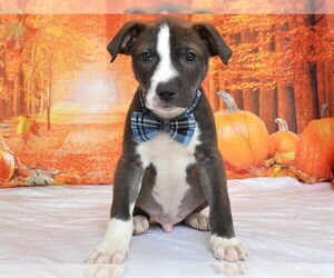 American Pit Bull Terrier-Unknown Mix Dogs for adoption in Oroville, CA, USA