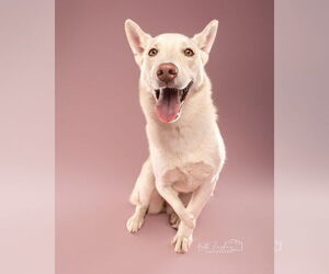 German Shepherd Dog-Unknown Mix Dogs for adoption in Aurora, CO, USA