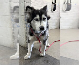 Siberian Husky Dogs for adoption in San Bernardino, CA, USA