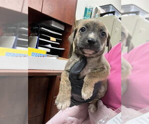 Black Mouth Cur-Cairn Terrier Mix Dogs for adoption in Pasadena, TX, USA