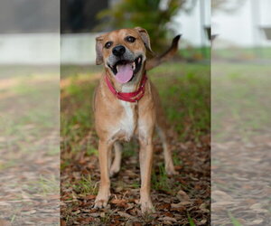Mutt Dogs for adoption in  Gainesville, FL, USA