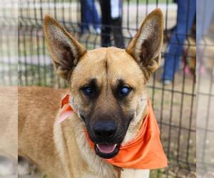 German Shepherd Dog Dogs for adoption in San Antonio, TX, USA