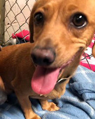 Dachshund Dogs for adoption in Ventura, CA, USA