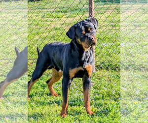 Rottweiler Dogs for adoption in Grovetown, GA, USA