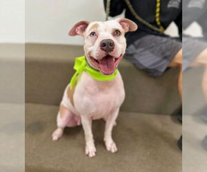 American Pit Bull Terrier-Huskies  Mix Dogs for adoption in Marina Del Rey, CA, USA