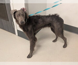 Unknown-Weimaraner Mix Dogs for adoption in Corona, CA, USA