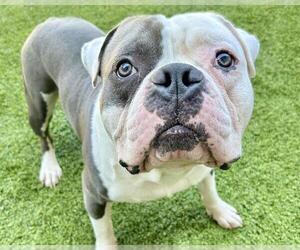 American Staffordshire Terrier Dogs for adoption in Raleigh, NC, USA