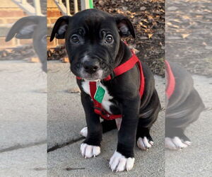 American Pit Bull Terrier-Labrador Retriever Mix Dogs for adoption in Clarkston, MI, USA