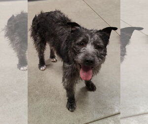 Mutt Dogs for adoption in St. Louis Park, MN, USA