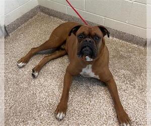 Boxer Dogs for adoption in Pueblo, CO, USA