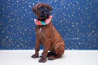 Mastiff Dogs for adoption in San Angelo, TX, USA