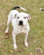 American Bulldog Dogs for adoption in Mt Vernon, IN, USA
