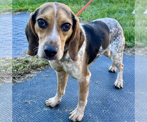 Beagle Dogs for adoption in Batavia, OH, USA