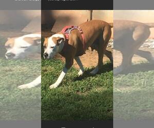 Bulloxer Dogs for adoption in Woodbridge, VA, USA