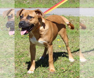 Boxer-Unknown Mix Dogs for adoption in Prattville, AL, USA