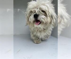Maltese Dogs for adoption in Houston, TX, USA