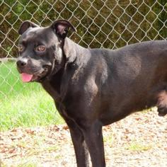American Staffordshire Terrier Dogs for adoption in Lucedale, MS, USA