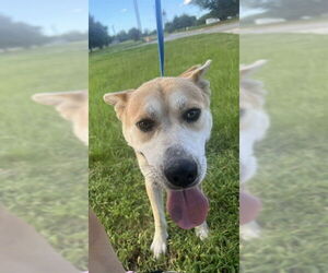 Huskies -Unknown Mix Dogs for adoption in Augusta, GA, USA