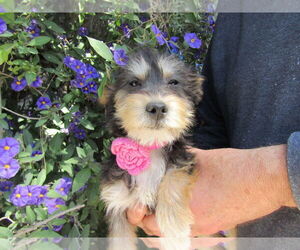 Mutt Dogs for adoption in San Diego, CA, USA