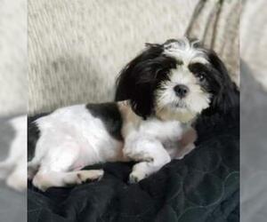 Shih Tzu Dogs for adoption in Bellbrook, OH, USA