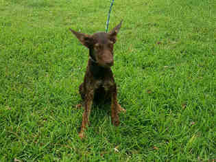 Medium Photo #1 Shepradors Puppy For Sale in Rosenberg, TX, USA
