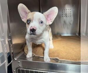 French Bulldog Dogs for adoption in Rancho Cucamonga, CA, USA