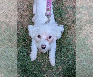 Maltipoo Dogs for adoption in Greensboro, NC, USA