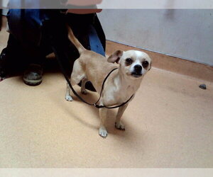 Mutt Dogs for adoption in Martinez, CA, USA