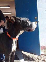 Great Dane Dogs for adoption in Waycross, GA, USA