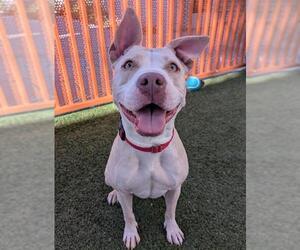 American Pit Bull Terrier-Unknown Mix Dogs for adoption in Las Vegas, NV, USA