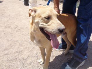 Borador Dogs for adoption in Golden Valley, AZ, USA