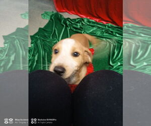 Mutt Dogs for adoption in Sterling, MA, USA