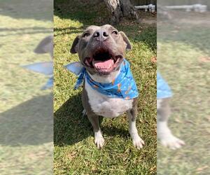 Medium Photo #2 Mutt Puppy For Sale in Rosenberg, TX, USA